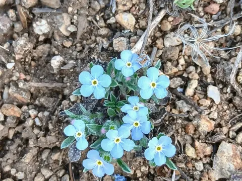 Ерітріхіум
