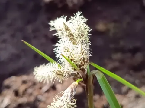 Common cottongrass