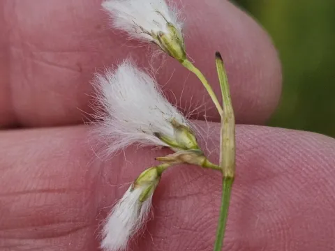 Slender cottongrass