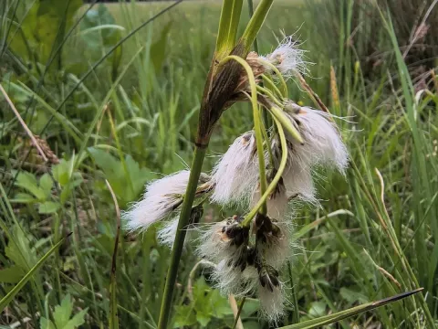 Broad-leaved cottongrass
