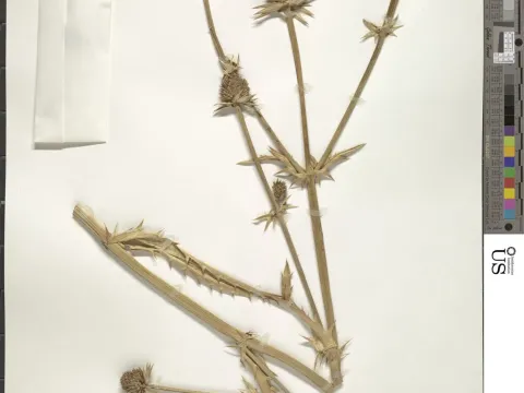 Синеголовник бромелиеволистный