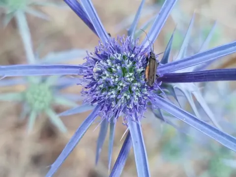 Eryngium creticum