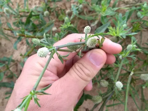 Eryngium divaricatum