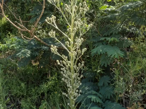 Eryngium eburneum