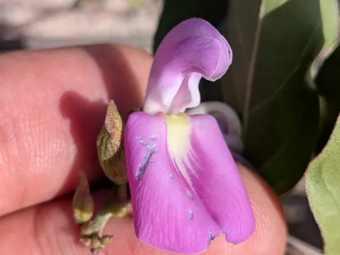 Canavalia