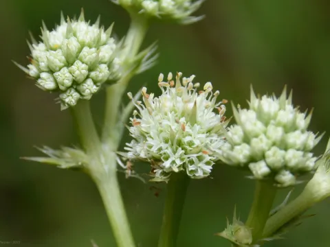 Elegant eryngo