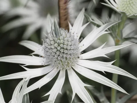 Eryngium heterophyllum
