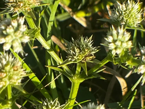 Eryngium nudicaule