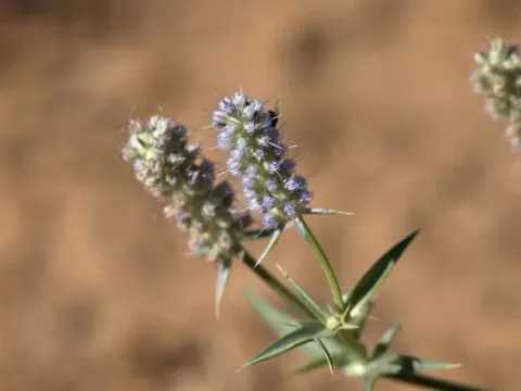 Eryngium plantagineum