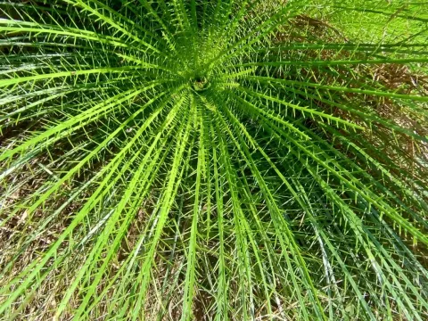 Eryngium pristis