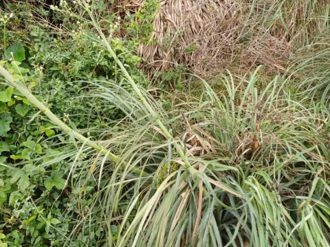 Eryngium regnellii