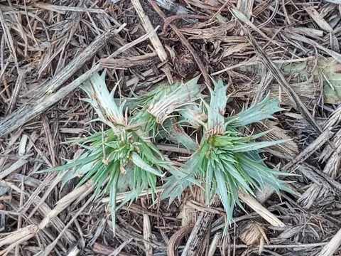 Eryngium rostratum