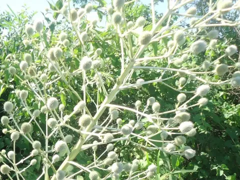 Синеголовник узколистный