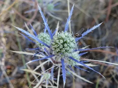 Slender eryngo