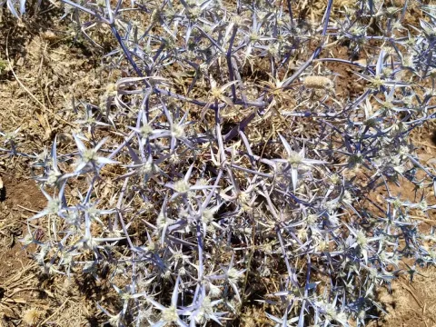 Eryngium triquetrum