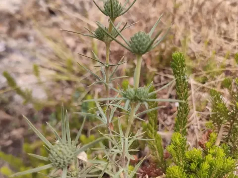 Eryngium tricuspidatum