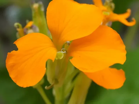 Marshall's Wallflower