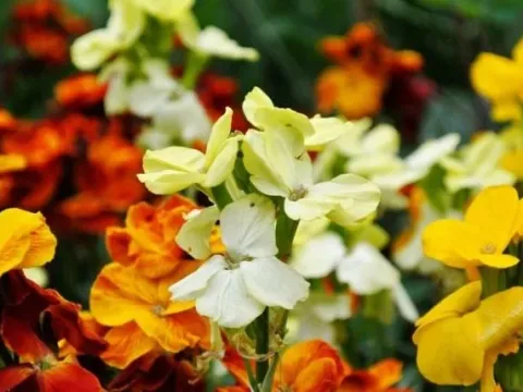 Alpine wallflower