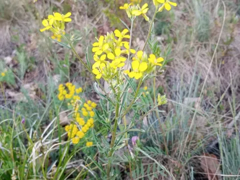 Erysimum crepidifolium