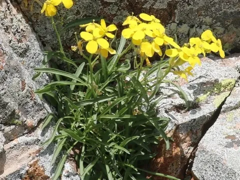 Erysimum crassipes