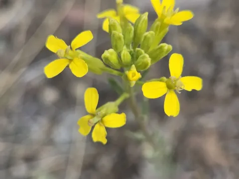 Small-flowered wallflower