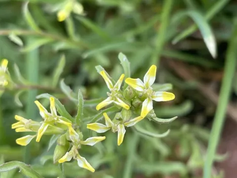 Spreading treacle-mustard