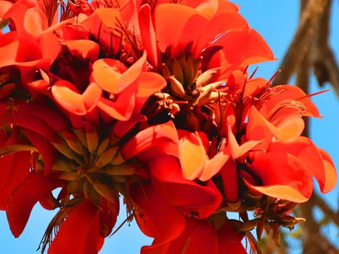 Erythrina caffra