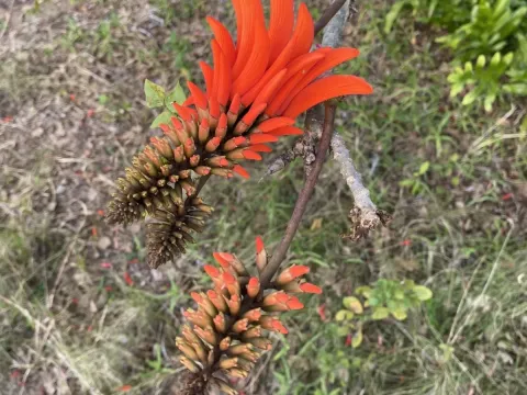 Erythrina lysistemon