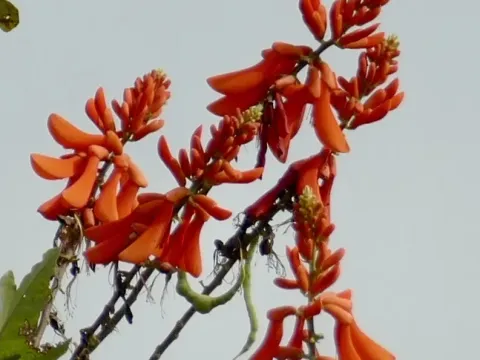 Erythrina senegalensis