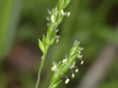 Entolasia
