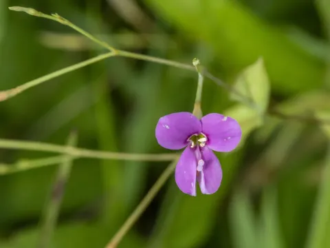 Canscora