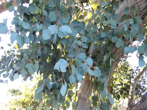 Эвкалипт многоцветковый
