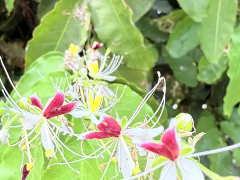 Каперси