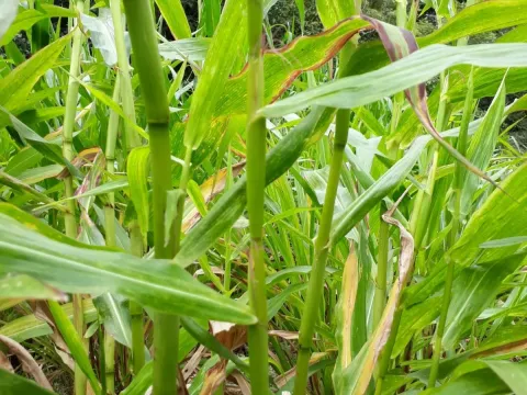 Zea perennis
