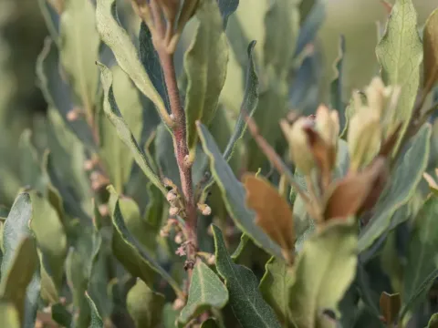 Эуклея курчавая