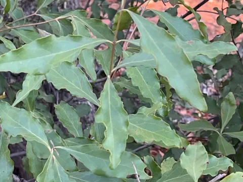 Euclea divinorum