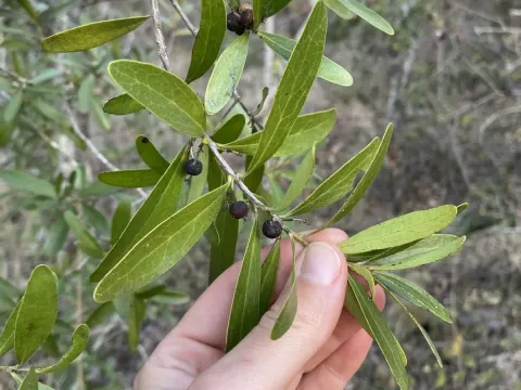 Euclea schimperi