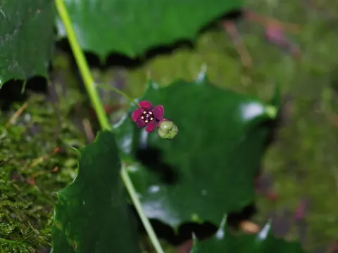 Euonymus aquifolium