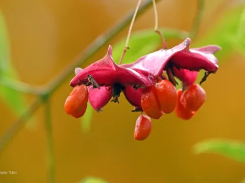 Horned spindle