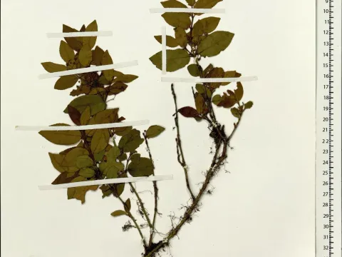 Euonymus echinatus