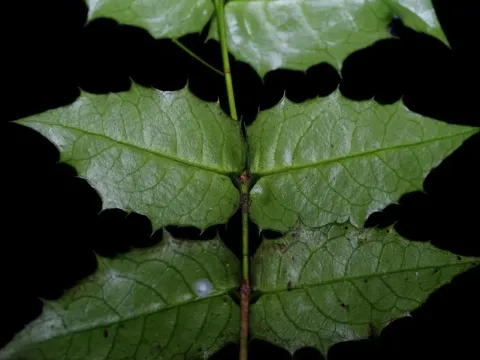 Euonymus ilicifolius