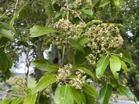 Shining spindle