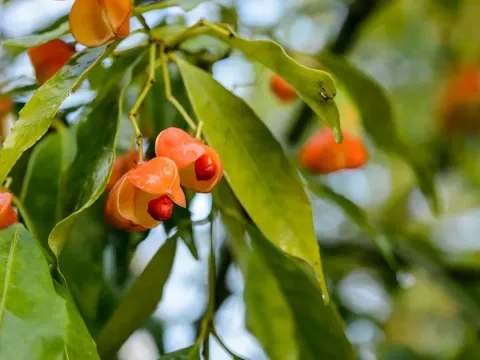 Euonymus myrianthus
