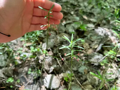 Dwarf spindle