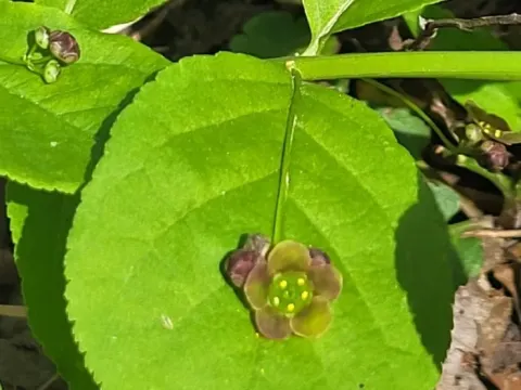 Running euonymus