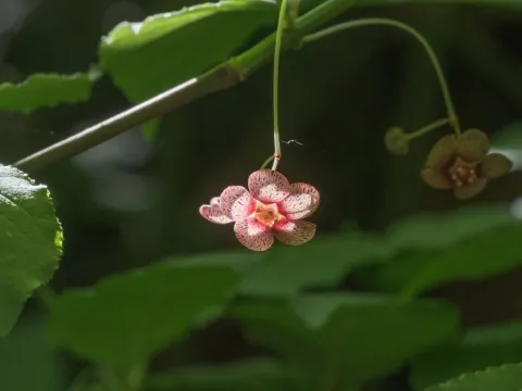 Western spindle