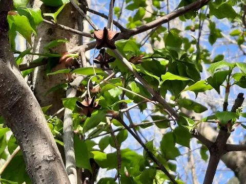 Euonymus planipes