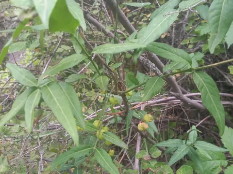 Semenov's spindle