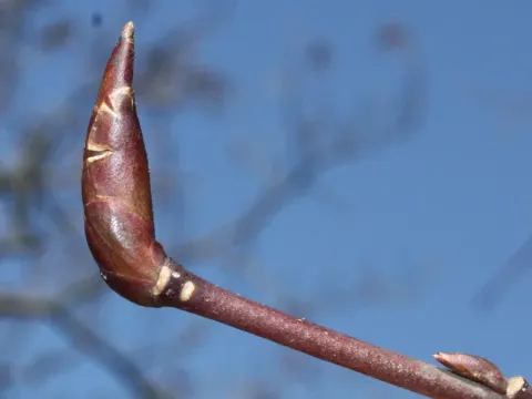 Sanguine spindle