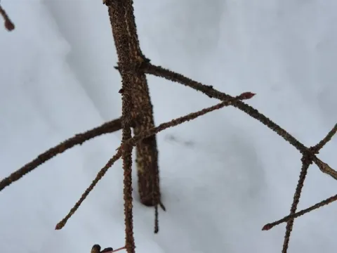Spindle tree (warty)